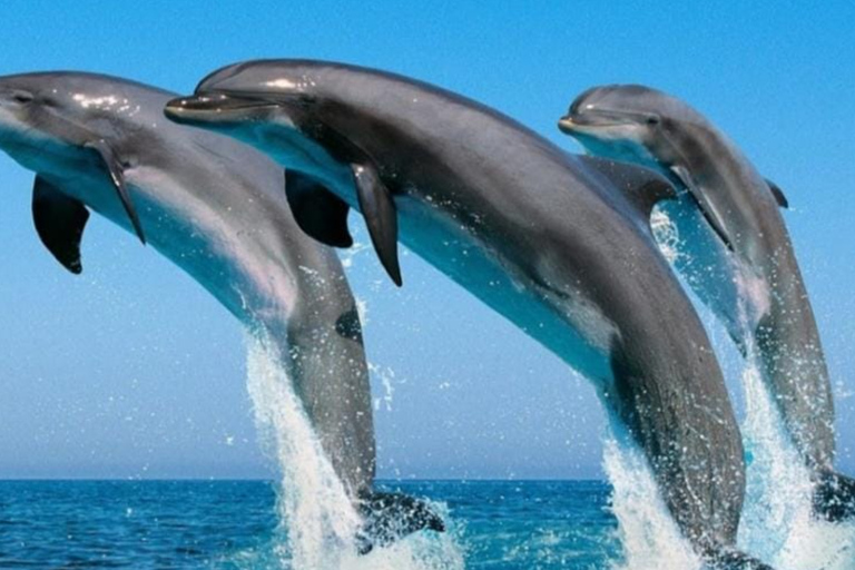 Muscat: 2 Hour Dolphin Watching Experience Tour 2 Hour Dolphin Watching Experience in Muscat