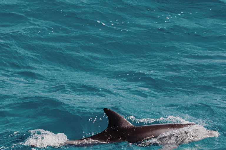 Muscat: Dolphin Watching Boat Tour