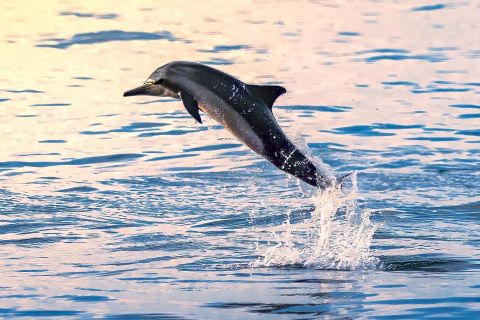 Mascate: tour in barca per osservare i delfini