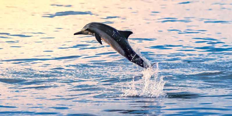Mascate: tour in barca per osservare i delfini