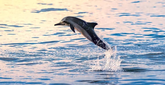 Muscat: Dolphin Watching Boat Tour