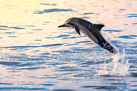 Muscat: Dolphin Watching Boat Tour