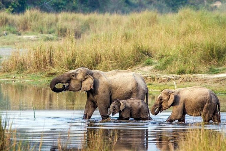 Pokhara : 3 jours de safari dans la jungle au départ de Pokhara