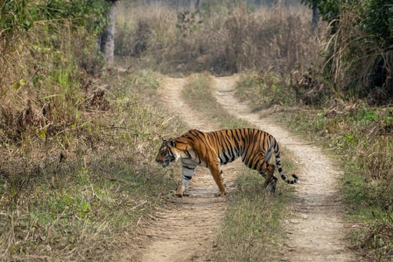 Pokhara: 3 Days Wildlife Jungle Safari Tour from Pokhara