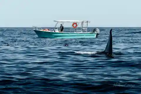 Ocean Safari in Cabo San Lucas.