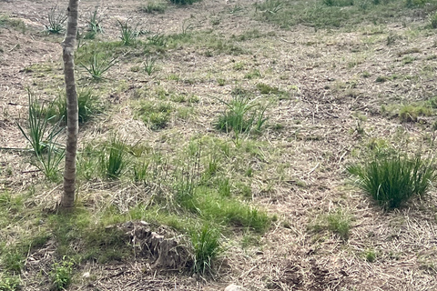 From East Mallorca: Guided Beach and Mountain Buggy Tour