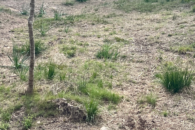 From East Mallorca: Guided Beach and Mountain Buggy Tour