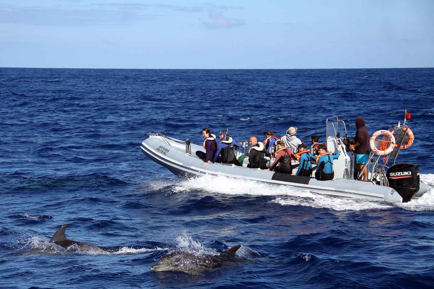 things to do in azores portugal | swim with the dolphins in the ocean