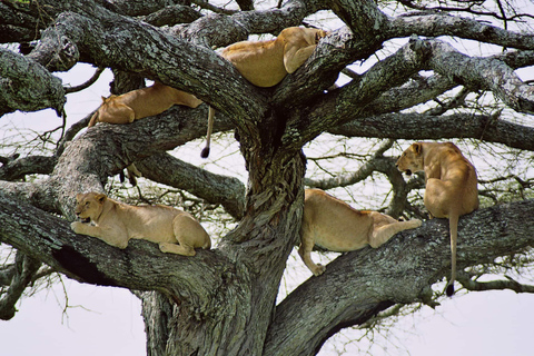 14-daagse Oost-Afrikaanse safari met strandverlenging