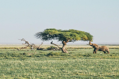 From Nairobi: 3-Day Amboseli National Park Safari with Meals