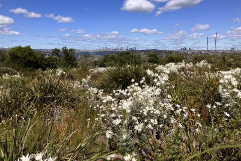 Manly: North Head Nature, History & Culture Walking Tour