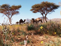 Da Tangeri, Deserto di 6 giorni e tour in montagna a Merzouga - Hizvo