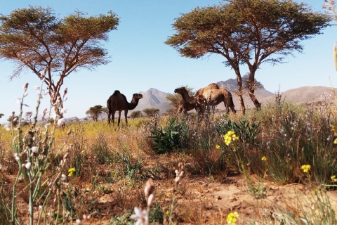 6 days Desert camel ride tour from Tanger to Merzouga