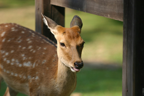 From Kyoto: Nara Guided Half Day Bus Tour