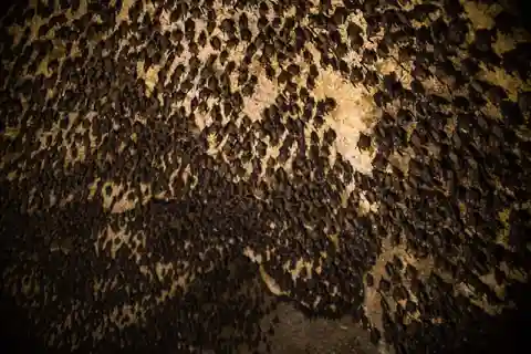 Tour privato di Mahendra, Gupteshwor Mahadev e Bat Cave