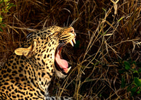 From Richards Bay, Hluhluwe Imfolozi Game Reserve Day Trip - Housity