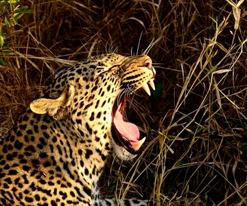 From Richards Bay: Hluhluwe Imfolozi Game Reserve Day Trip