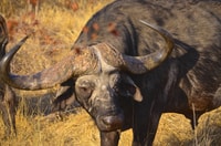 From Richards Bay, Hluhluwe Imfolozi Game Reserve Day Trip - Housity