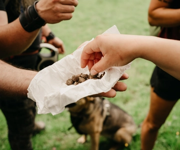 Private Hike: Brecon Beacons Henrhydd Falls Plus Foraging