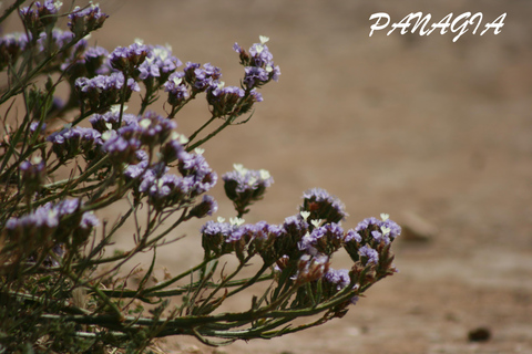 Catania: Vendicari, Marzamemi and Noto Day Trip