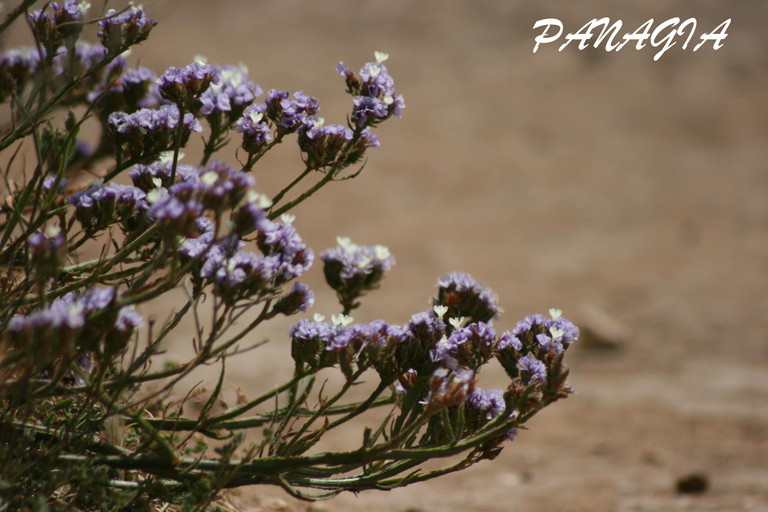 Catania: Vendicari, Marzamemi and Noto Day Trip