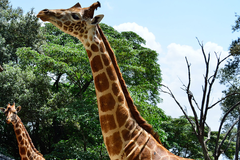 Excursión de un día al Orfanato de Elefantes y Centro de Jirafas David Sheldrick