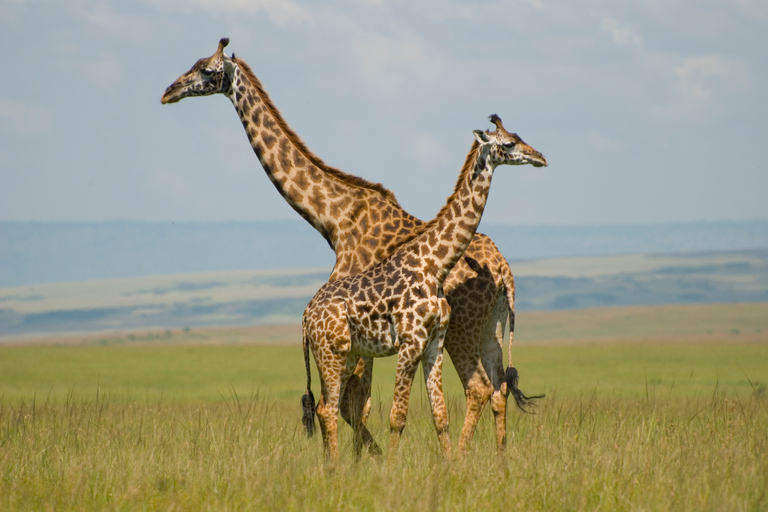 David Sheldrick Elephant Orphanage & Giraffe Center Day Tour