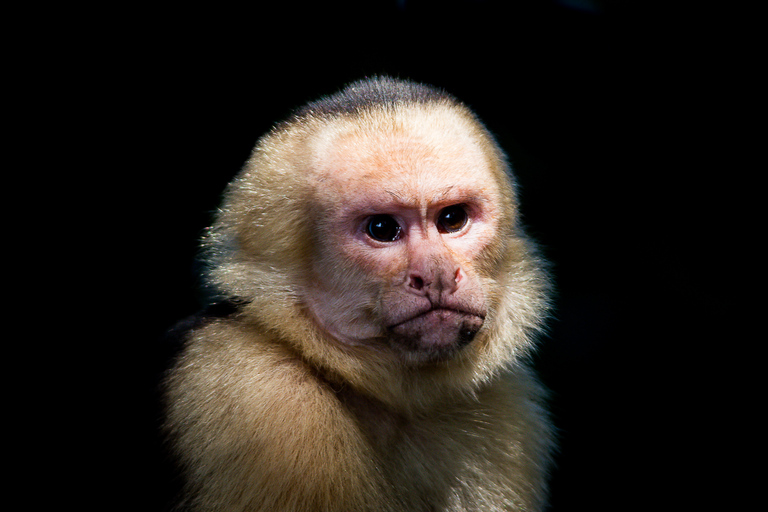 Manuel Antonio: Manuel Antonio National Park TourTour with Pickup from Manuel Antonio and Quepos