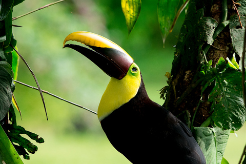 Manuel Antonio: Manuel Antonio National Park TourTour with Pickup from Manuel Antonio and Quepos