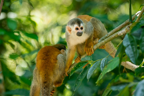 Manuel Antonio: Manuel Antonio National Park TourTour with Pickup from Manuel Antonio and Quepos