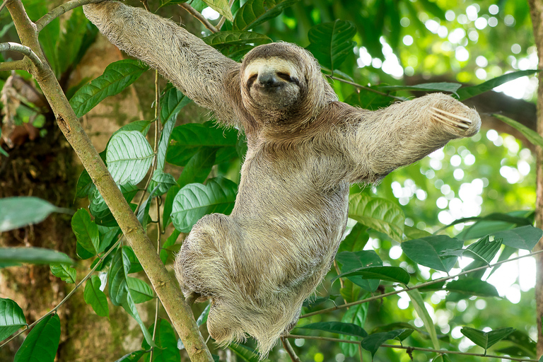 Manuel Antonio: Manuel Antonio National Park TourTour with Pickup from Manuel Antonio and Quepos