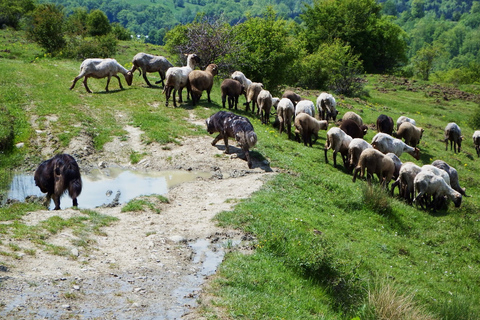 Bukarest: Slanic saltgruva och Karpaterna dagstur