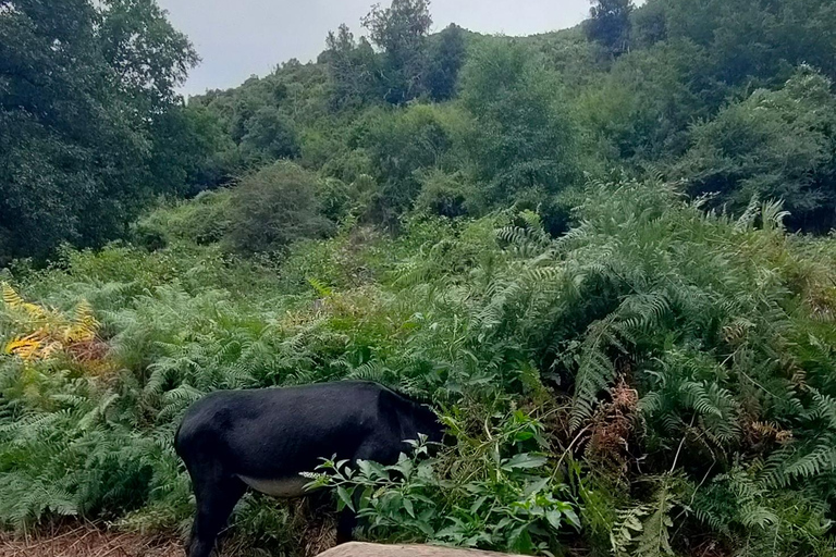 Panoramic breakfast, Santa Lucia Di Moriani