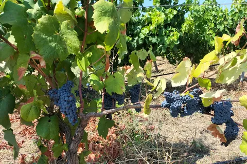 Da Cagliari: tour delle cantine con degustazioni
