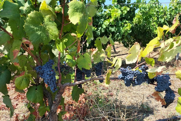 From Cagliari: Wine Cellar Tour with Tastings