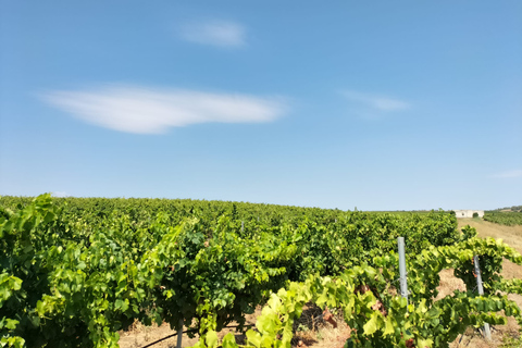 From Cagliari: Wine Cellar Tour with Tastings