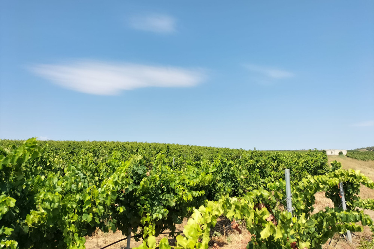 From Cagliari: Wine Cellar Tour with Tastings