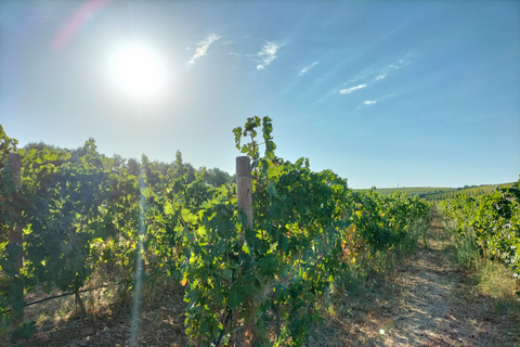 From Cagliari: Wine Cellar Tour with Tastings