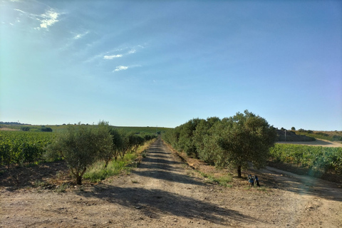 From Cagliari: Wine Cellar Tour with Tastings