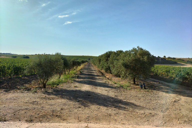 From Cagliari: Wine Cellar Tour with Tastings