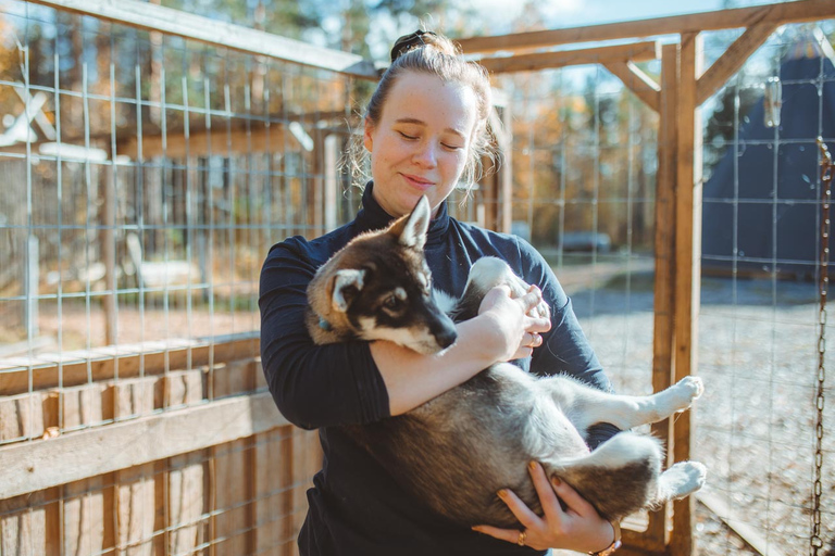 Rovaniemi: Autumn Husky Ride on Wheels