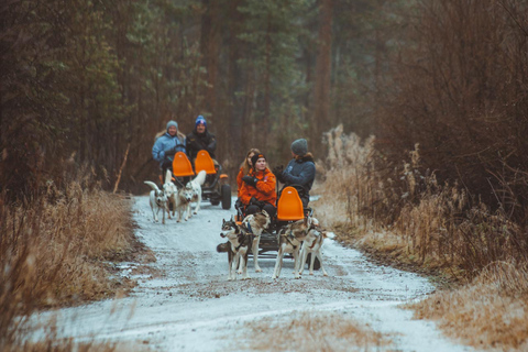 Rovaniemi: Autumn Husky Ride on Wheels