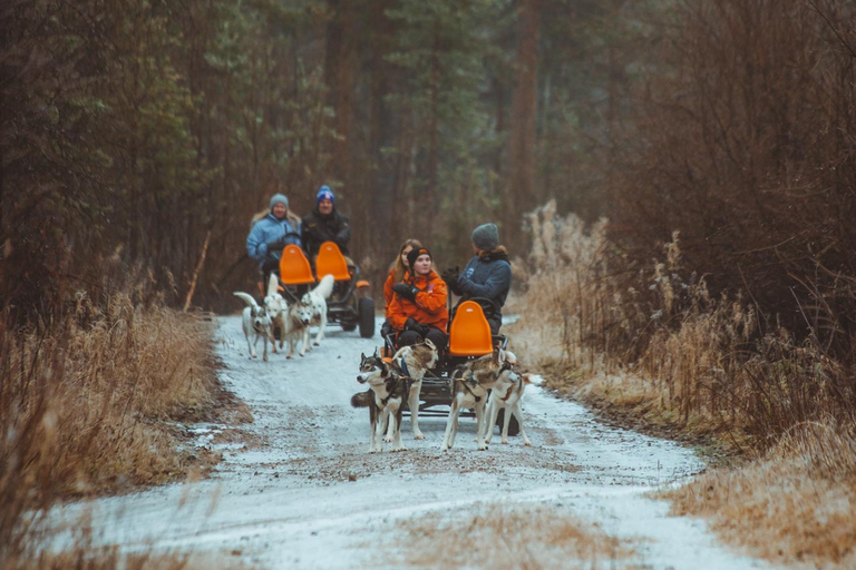 Rovaniemi: Autumn Husky Ride on Wheels