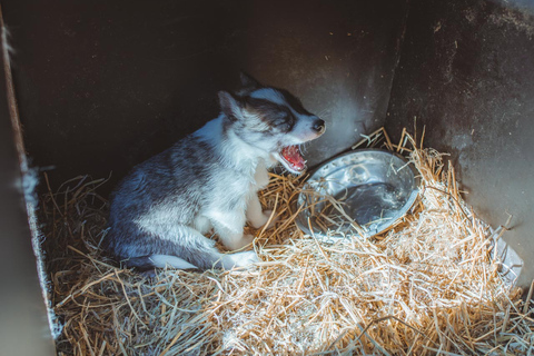 Rovaniemi: Autumn Husky Ride on Wheels