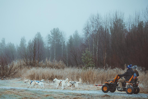 Rovaniemi: Autumn Husky Ride on Wheels