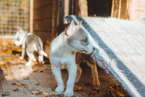 Rovaniemi: Autumn Husky Ride on Wheels