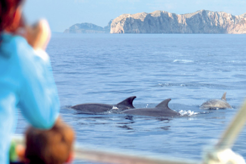 Alcudia: Dolphin Adventure Cruise