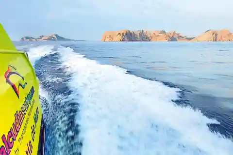 Alcudia: Dolphin Adventure Cruise