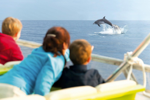 Alcudia: Dolphin Adventure Cruise