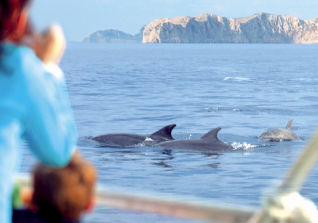 Visit Alcudia: Dolphin Watching Cruise with Coll Baix Beach Stop in Alcudia
